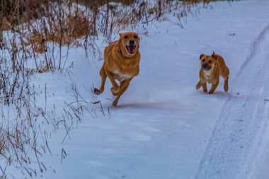Köpek kışın koşar.
