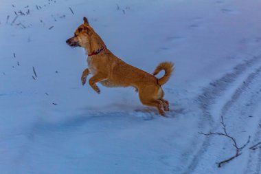 Animals, Nature, Domestic animals - urope, Eastern Europe