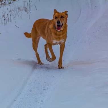 Köpek karda koşuyor.