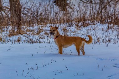 Köpek parkta karda yürüyor..