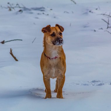 Bir köpek kışın karda yürür.