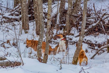 Köpek yavrusu Jack Russel Teriyer ve kırmızı köpek ormanda karda