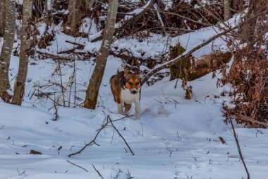 Köpek karda yürüyor.