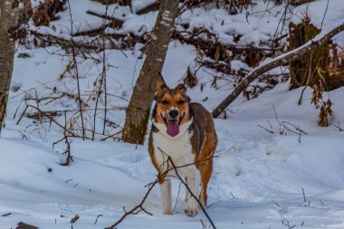 Dağlardaki ormandaki kırmızı bir köpeğin portresi.
