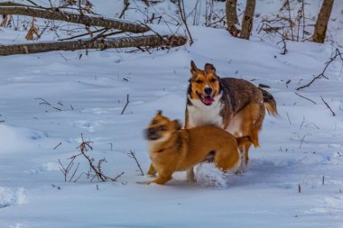 Köpek kışın ormanda çoban ve köpek yetiştirir.