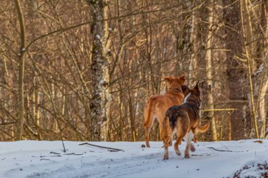 Ormanda bir köpek ve bir köpek.
