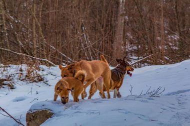 Gündüz vakti doğadaki köpekler