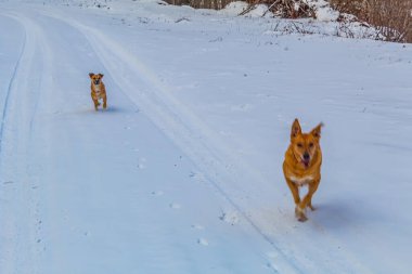Animals, Nature, Domestic animals - urope, Eastern Europe