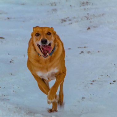 Animals, Nature, Domestic animals - urope, Eastern Europe