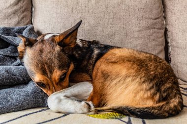 Köpek bir oyuncakla kanepede yatıyor..