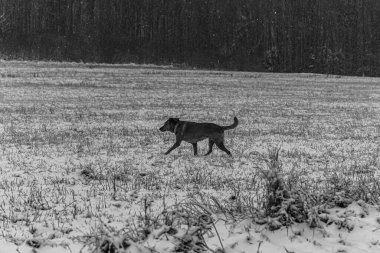 bir köpeğin siyah beyaz fotoğrafı.