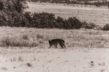Afrika 'nın güneyindeki Kruger Ulusal Parkı' ndaki savananın ortasında kuru çimlerde yürüyen vahşi bir kedi.