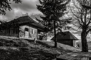 Hayvanlar, Doğa, Evcil Hayvanlar, Siyah ve Beyaz Fotoğraflar, Tek Renkli Fotoğraflar - Urope, Doğu Avrupa