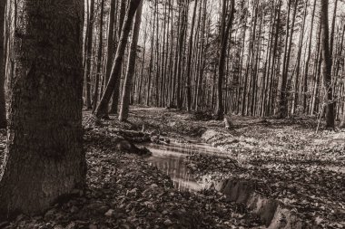 Hayvanlar, Doğa, Evcil Hayvanlar, Siyah ve Beyaz Fotoğraflar, Tek Renkli Fotoğraflar - Urope, Doğu Avrupa