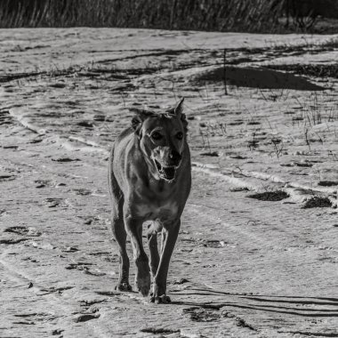 Çöldeki köpek, siyah ve beyaz.