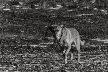 a black and white image of a cute dog in the forest