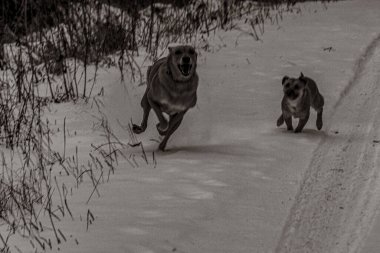 Hayvanlar, Doğa, Evcil Hayvanlar, Siyah ve Beyaz Fotoğraflar, Tek Renkli Fotoğraflar - Urope, Doğu Avrupa