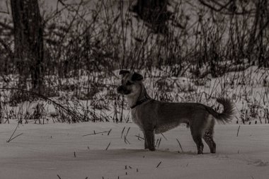 Hayvanlar, Doğa, Evcil Hayvanlar, Siyah ve Beyaz Fotoğraflar, Tek Renkli Fotoğraflar - Urope, Doğu Avrupa