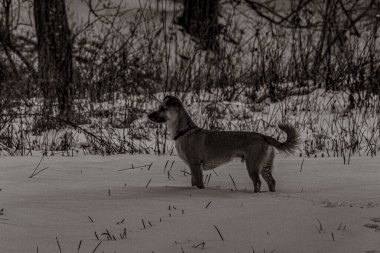 Hayvanlar, Doğa, Evcil Hayvanlar, Siyah ve Beyaz Fotoğraflar, Tek Renkli Fotoğraflar - Urope, Doğu Avrupa