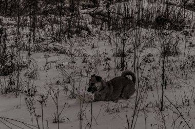 Hayvanlar, Doğa, Evcil Hayvanlar, Siyah ve Beyaz Fotoğraflar, Tek Renkli Fotoğraflar - Urope, Doğu Avrupa