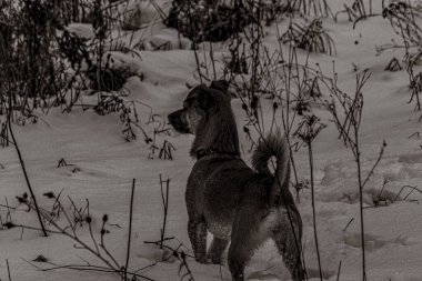 Hayvanlar, Doğa, Evcil Hayvanlar, Siyah ve Beyaz Fotoğraflar, Tek Renkli Fotoğraflar - Urope, Doğu Avrupa