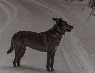 Hayvanlar, Doğa, Evcil Hayvanlar, Siyah ve Beyaz Fotoğraflar, Tek Renkli Fotoğraflar - Urope, Doğu Avrupa