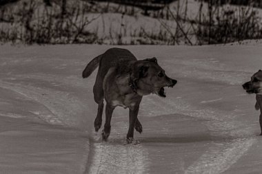 Hayvanlar, Doğa, Evcil Hayvanlar, Siyah ve Beyaz Fotoğraflar, Tek Renkli Fotoğraflar - Urope, Doğu Avrupa