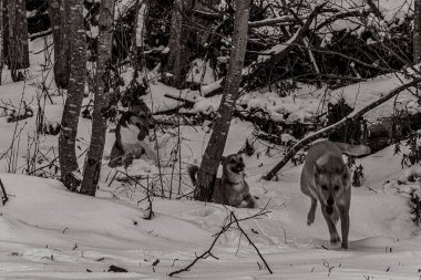 Hayvanlar, Doğa, Evcil Hayvanlar, Siyah ve Beyaz Fotoğraflar, Tek Renkli Fotoğraflar - Urope, Doğu Avrupa