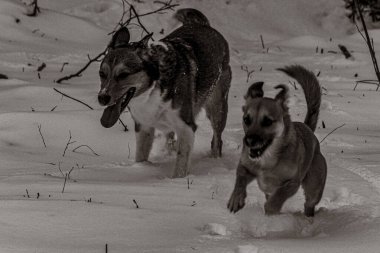 Hayvanlar, Doğa, Evcil Hayvanlar, Siyah ve Beyaz Fotoğraflar, Tek Renkli Fotoğraflar - Urope, Doğu Avrupa