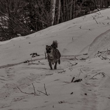 Hayvanlar, Doğa, Evcil Hayvanlar, Siyah ve Beyaz Fotoğraflar, Tek Renkli Fotoğraflar - Urope, Doğu Avrupa