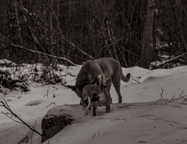 Hayvanlar, Doğa, Evcil Hayvanlar, Siyah ve Beyaz Fotoğraflar, Tek Renkli Fotoğraflar - Urope, Doğu Avrupa
