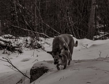 Hayvanlar, Doğa, Evcil Hayvanlar, Siyah ve Beyaz Fotoğraflar, Tek Renkli Fotoğraflar - Urope, Doğu Avrupa