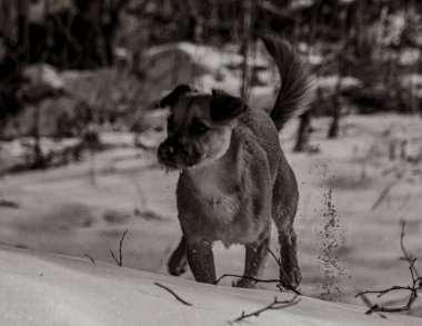 Hayvanlar, Doğa, Evcil Hayvanlar, Siyah ve Beyaz Fotoğraflar, Tek Renkli Fotoğraflar - Urope, Doğu Avrupa