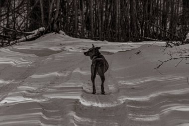 Hayvanlar, Doğa, Evcil Hayvanlar, Siyah ve Beyaz Fotoğraflar, Tek Renkli Fotoğraflar - Urope, Doğu Avrupa