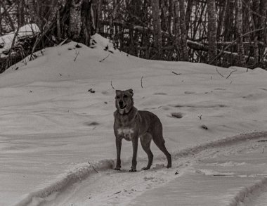 Hayvanlar, Doğa, Evcil Hayvanlar, Siyah ve Beyaz Fotoğraflar, Tek Renkli Fotoğraflar - Urope, Doğu Avrupa