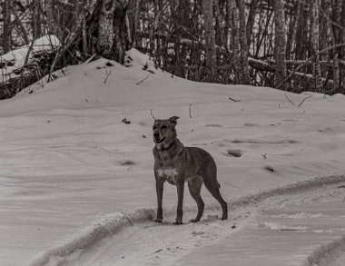 Hayvanlar, Doğa, Evcil Hayvanlar, Siyah ve Beyaz Fotoğraflar, Tek Renkli Fotoğraflar - Urope, Doğu Avrupa