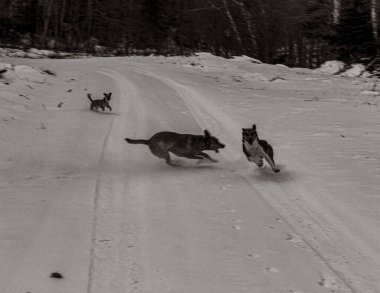 Hayvanlar, Doğa, Evcil Hayvanlar, Siyah ve Beyaz Fotoğraflar, Tek Renkli Fotoğraflar - Urope, Doğu Avrupa