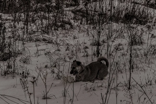 Hayvanlar, Doğa, Evcil Hayvanlar, Siyah ve Beyaz Fotoğraflar, Tek Renkli Fotoğraflar - Urope, Doğu Avrupa