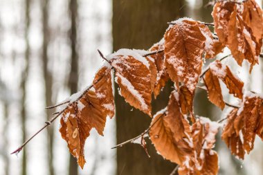 Makro fotoğraf, Hayvanlar, Doğa - Urope, Doğu Avrupa