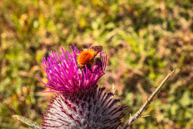 bir thistle tarihinde arı