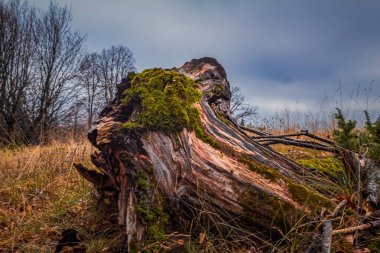 Makro fotoğraf, Hayvanlar, Doğa - Urope, Doğu Avrupa
