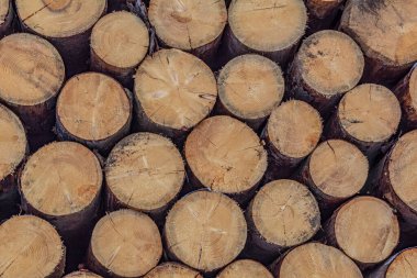 Ağaç kütükleri yığını