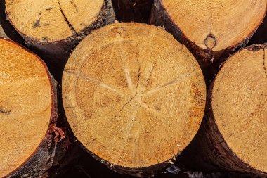 Makro fotoğraf, Hayvanlar, Doğa - Urope, Doğu Avrupa