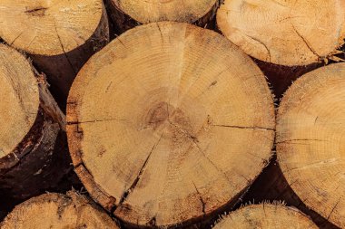 Makro fotoğraf, Hayvanlar, Doğa - Urope, Doğu Avrupa