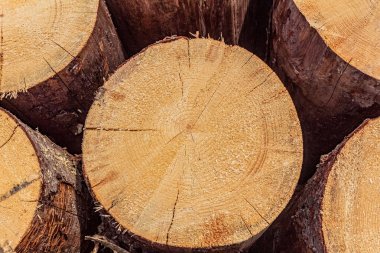 Kesik ahşap dokuyu kapat