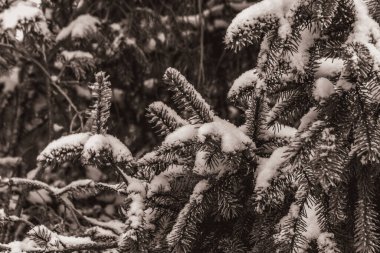 Makro fotoğraf, Hayvanlar, Doğa - Siyah beyaz fotoğraflar, tek renkli fotoğraflar - urope, Doğu Avrupa