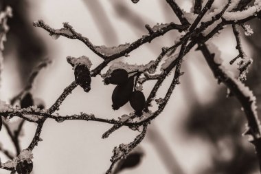 Makro fotoğraf, Hayvanlar, Doğa - Siyah beyaz fotoğraflar, tek renkli fotoğraflar - urope, Doğu Avrupa