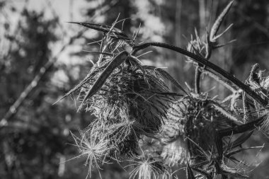 tarladaki kuru otlar