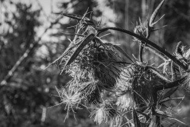 Kuru bir bitkinin siyah beyaz fotoğrafı