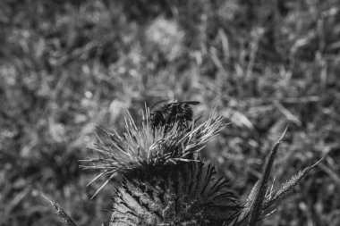 Genç ve güzel bir kuşun siyah beyaz fotoğrafı.